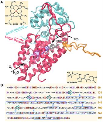 Inhibition Mechanism of Indoleamine 2, 3-Dioxygenase 1 (IDO1) by Amidoxime Derivatives and Its Revelation in Drug Design: Comparative Molecular Dynamics Simulations